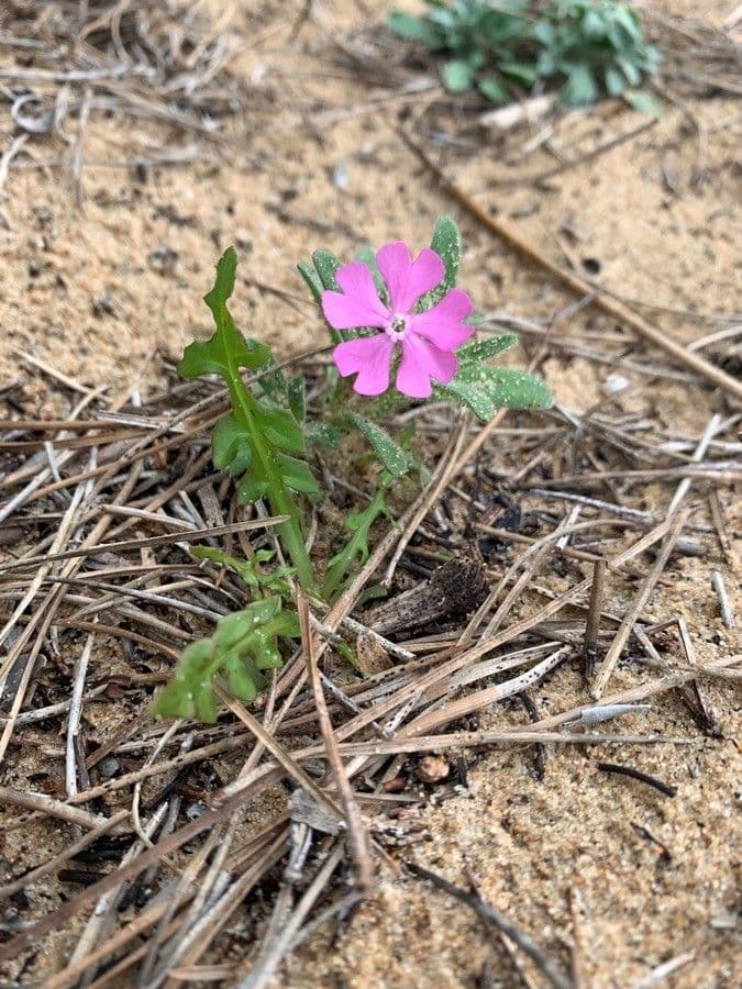 Silene littorea
