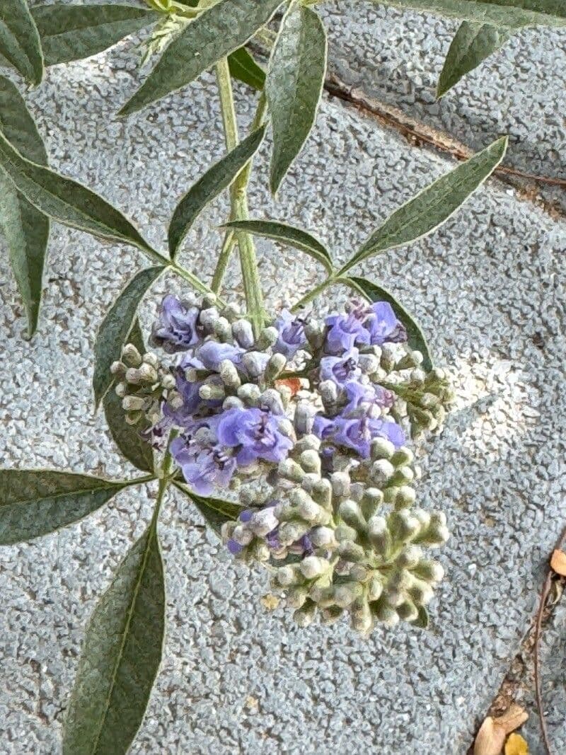 Vitex negundo