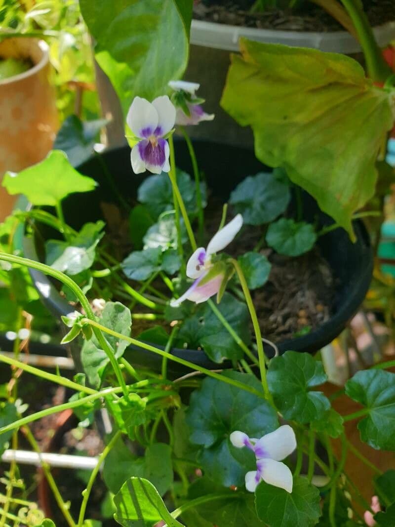 Viola hederacea