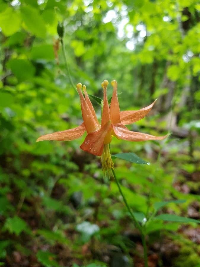 Aquilegia shockleyi