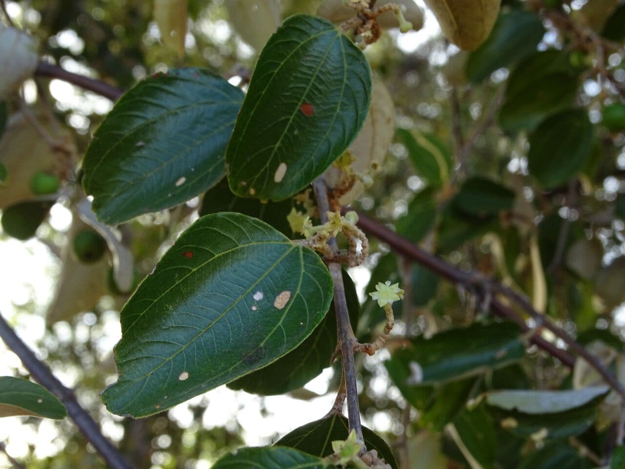 Ziziphus mauritiana