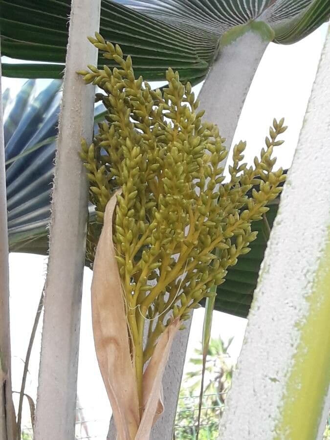 Pritchardia pacifica