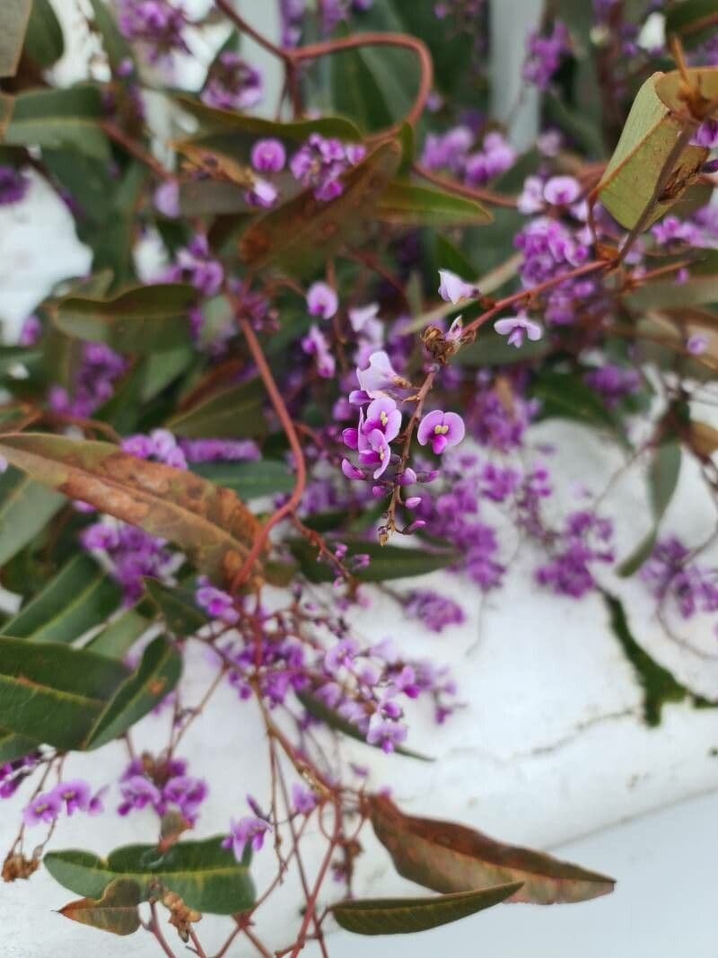 Hardenbergia violacea