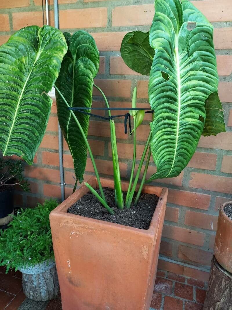 Anthurium veitchii