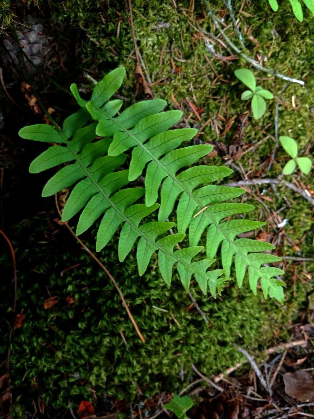 Polypodium virginianum