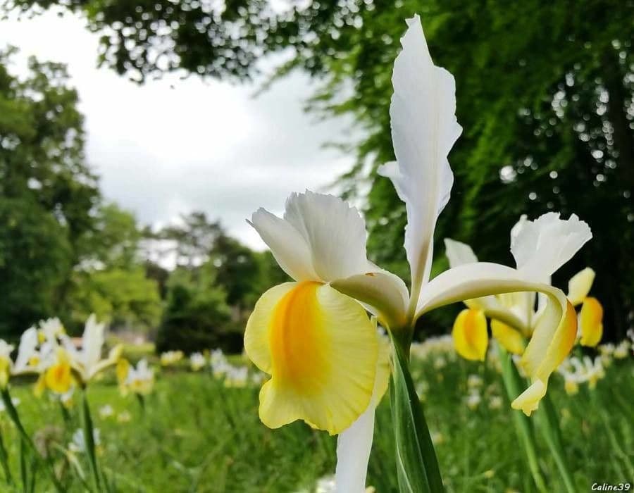 Iris orientalis