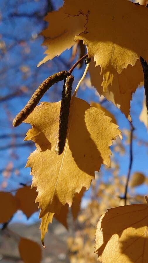 Betula pendula