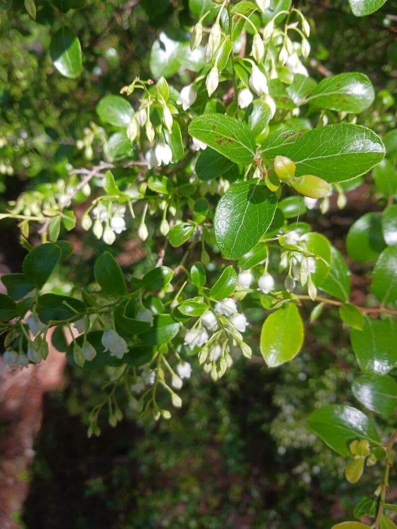 Vaccinium arboreum