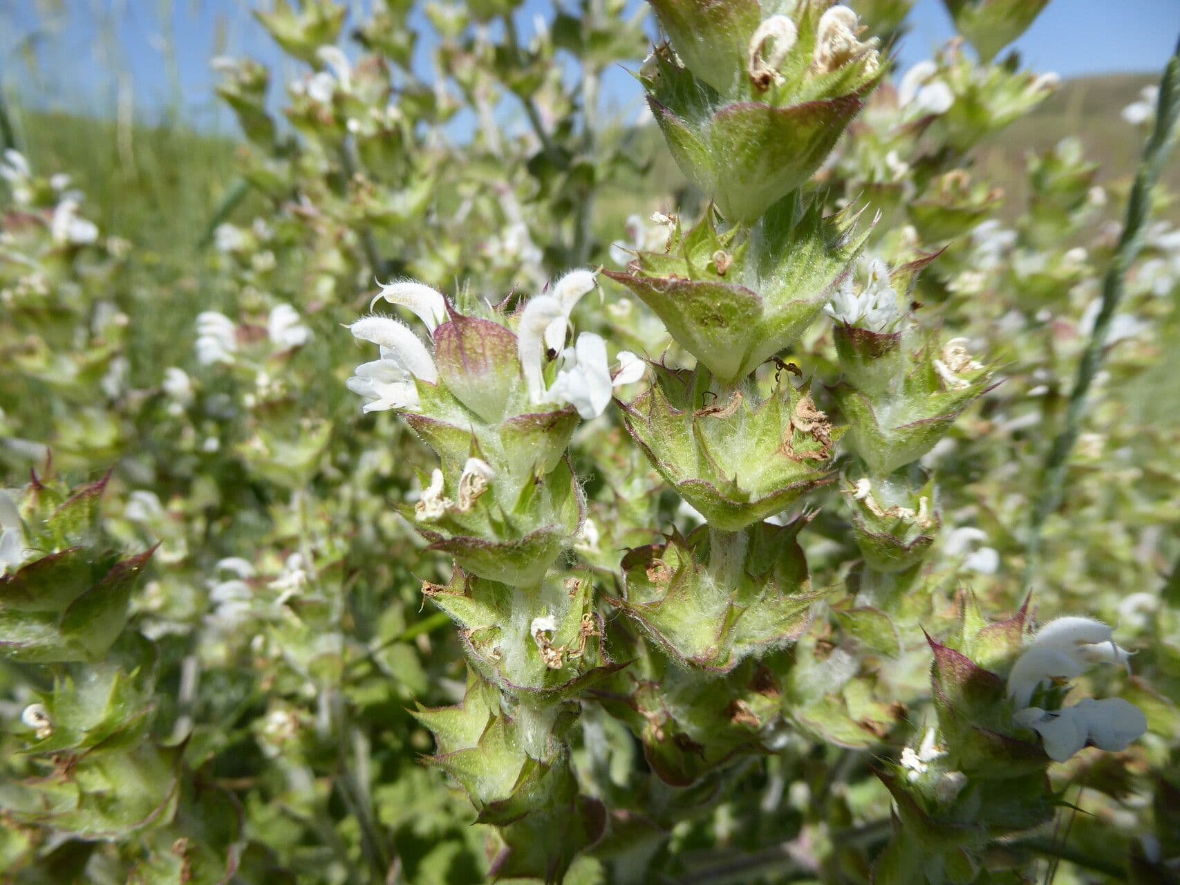 Salvia aethiopis