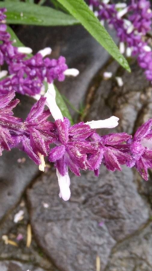 Salvia leucantha