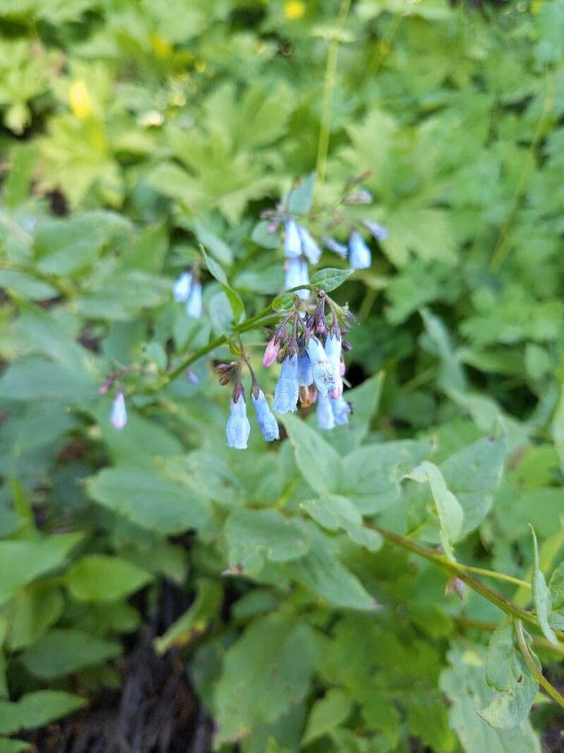 Mertensia ciliata