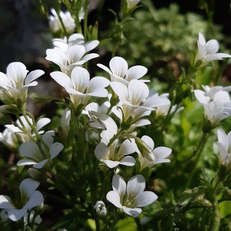 Saxifraga geranioides