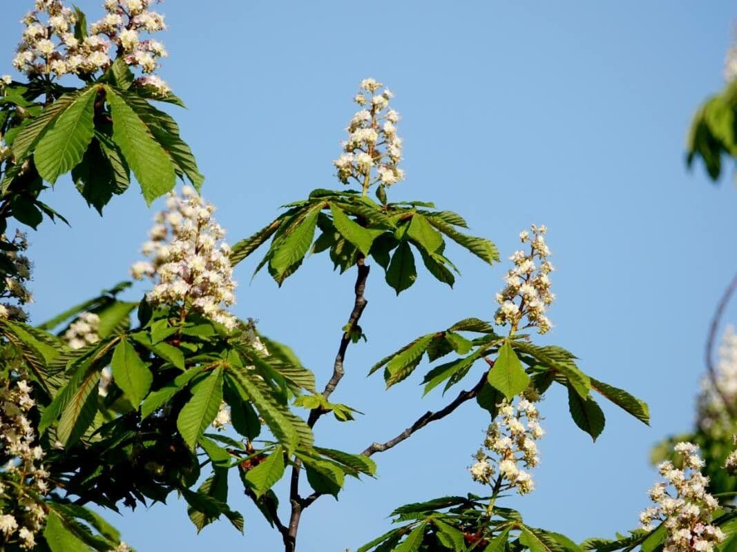 Aesculus hippocastanum