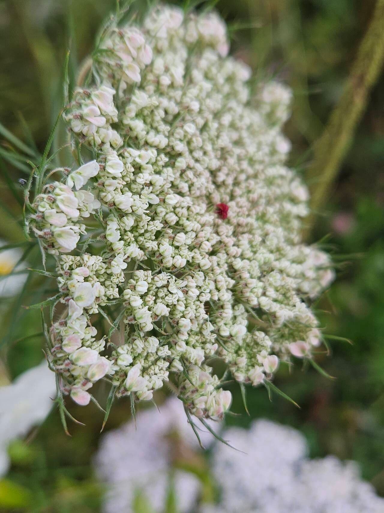 Visnaga daucoides