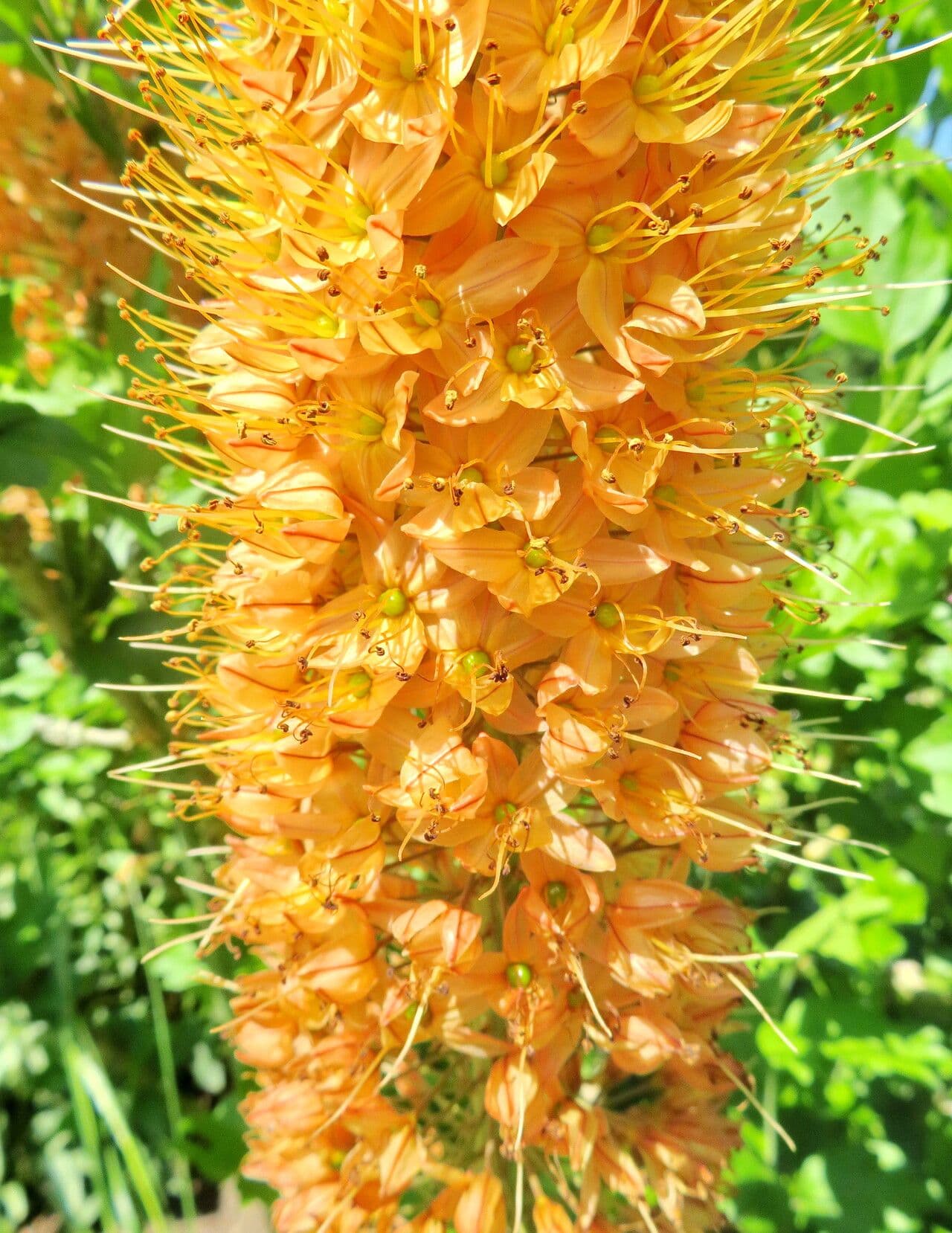 Eremurus stenophyllus