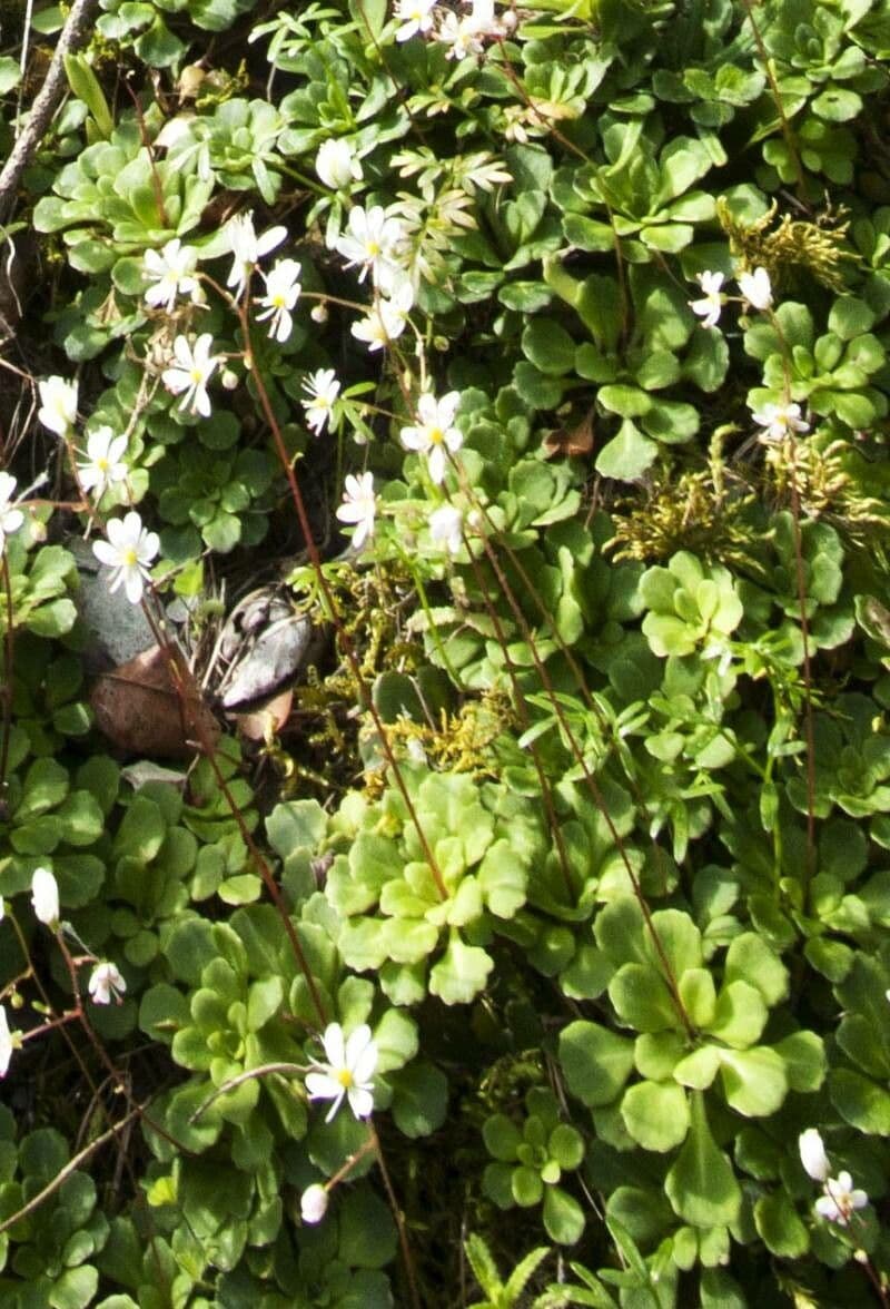 Saxifraga cuneifolia