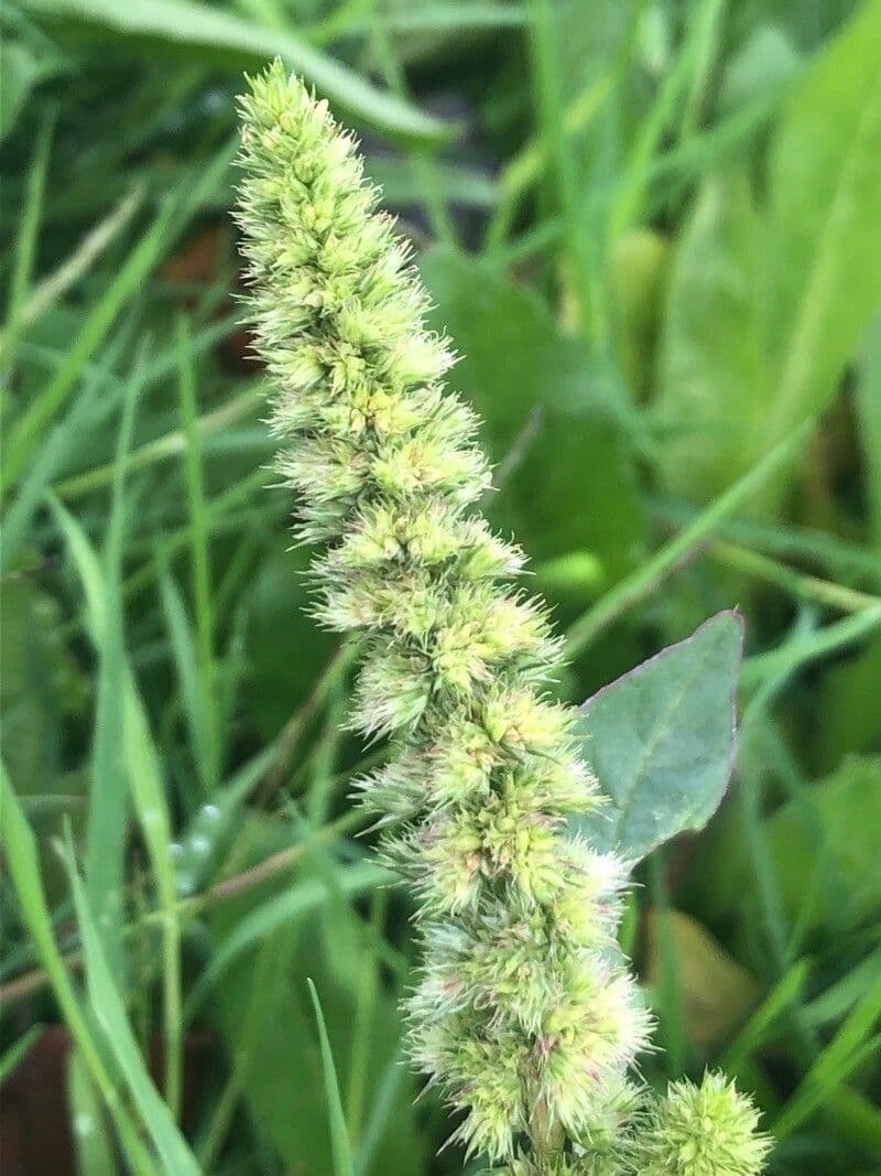 Amaranthus retroflexus