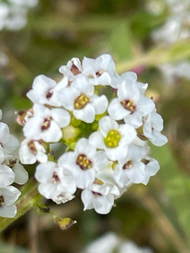 Lobularia maritima