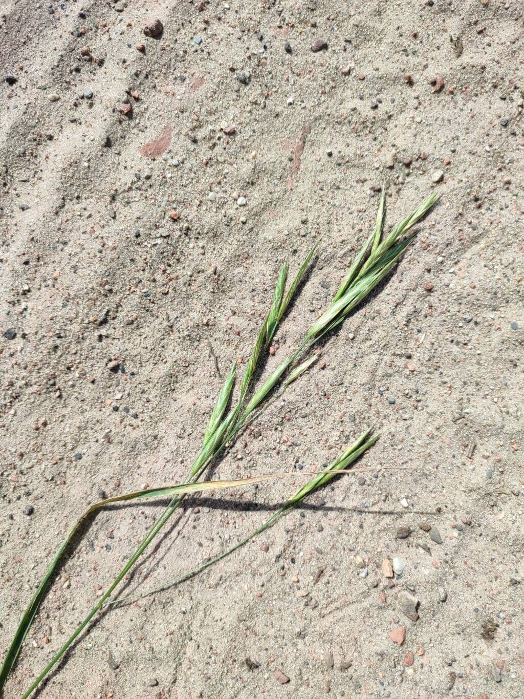 Bromus catharticus