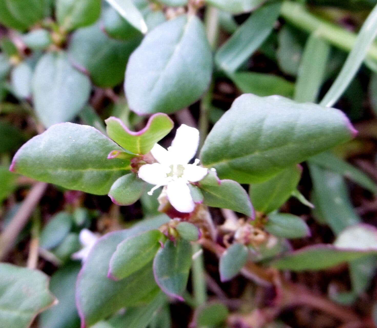 Trianthema portulacastrum