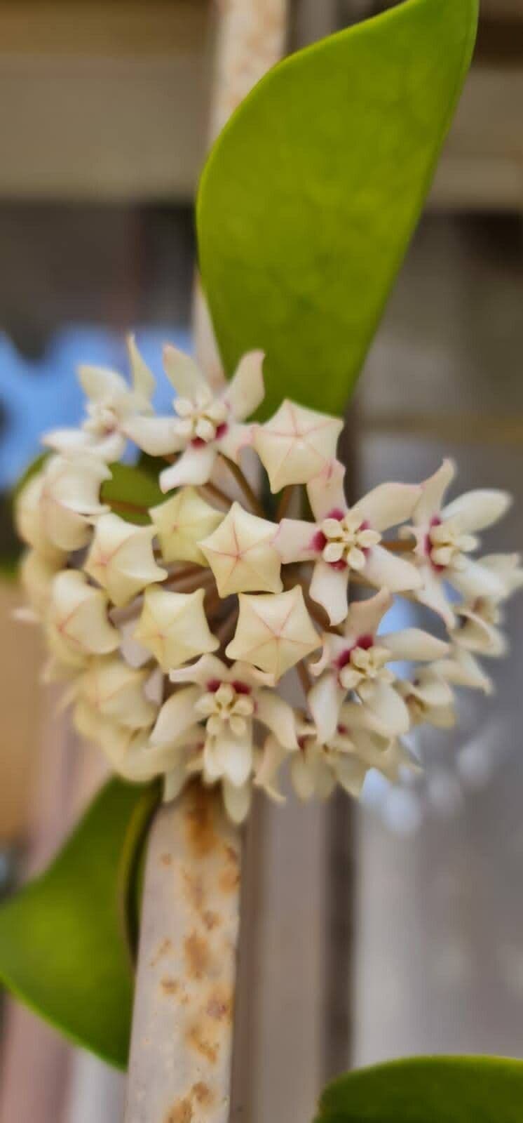 Hoya australis