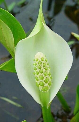 Calla palustris