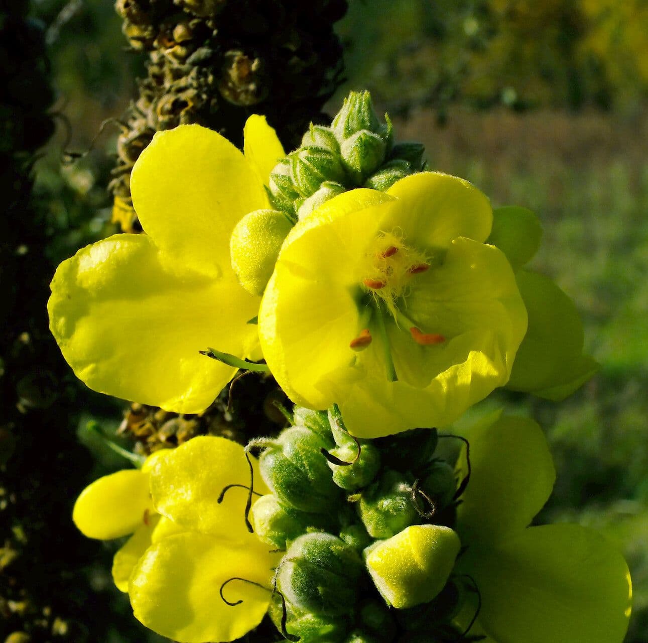 Verbascum thapsus