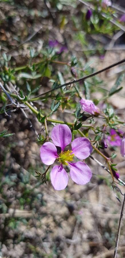 Zygophyllum creticum