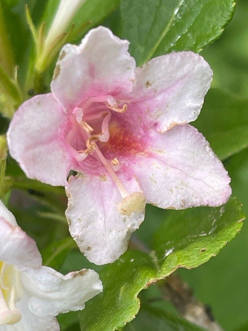 Weigela florida