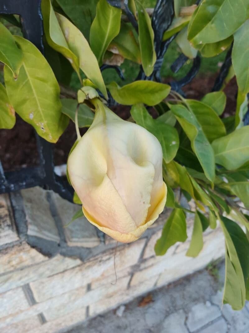 Solandra guttata