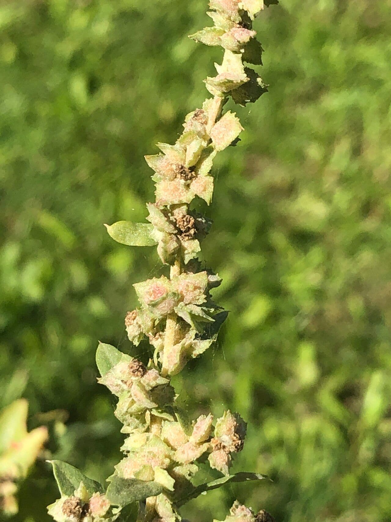 Atriplex rosea