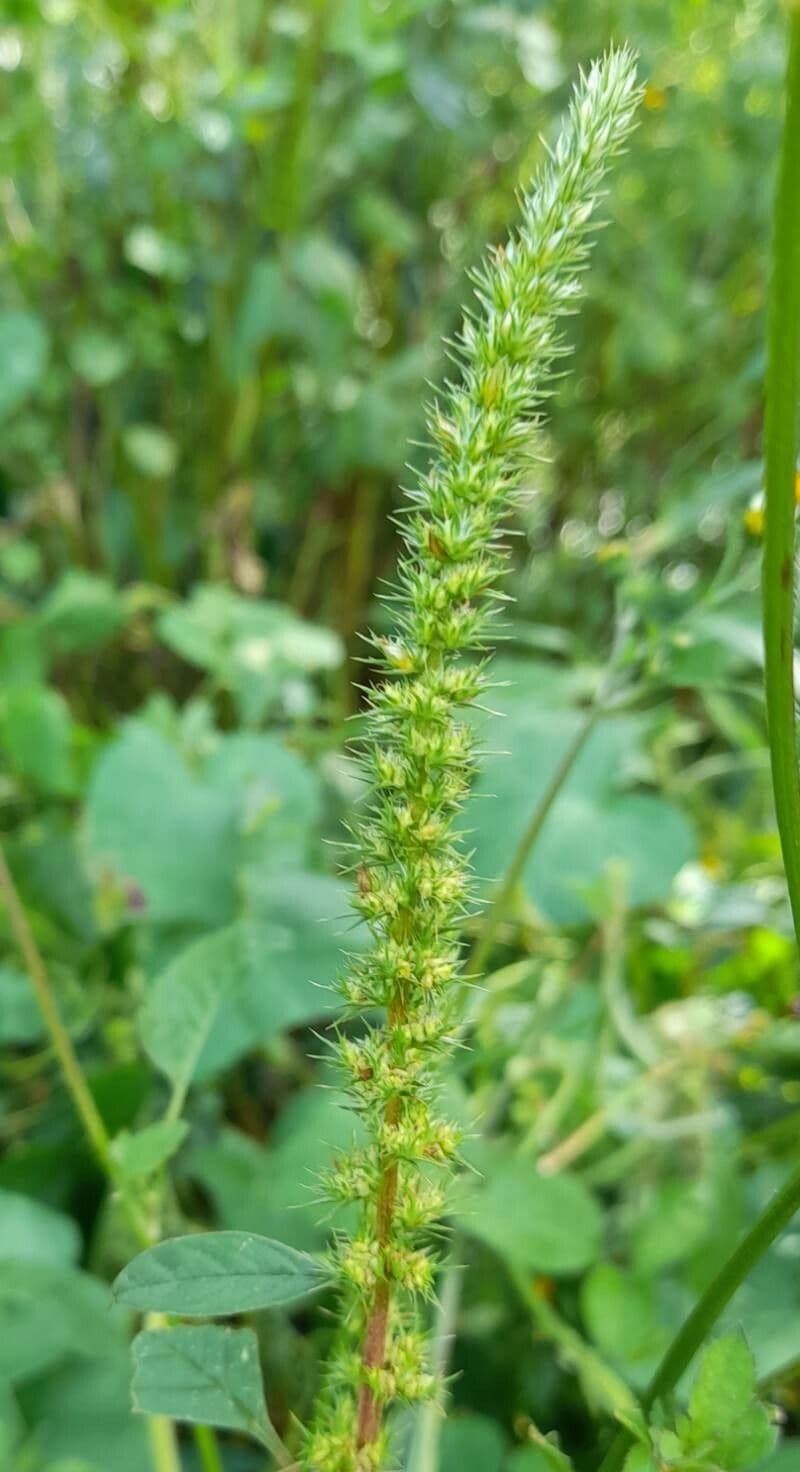 Amaranthus hybridus