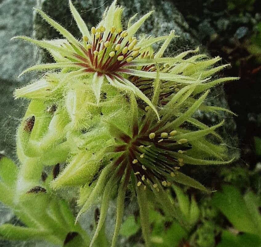 Sempervivum grandiflorum