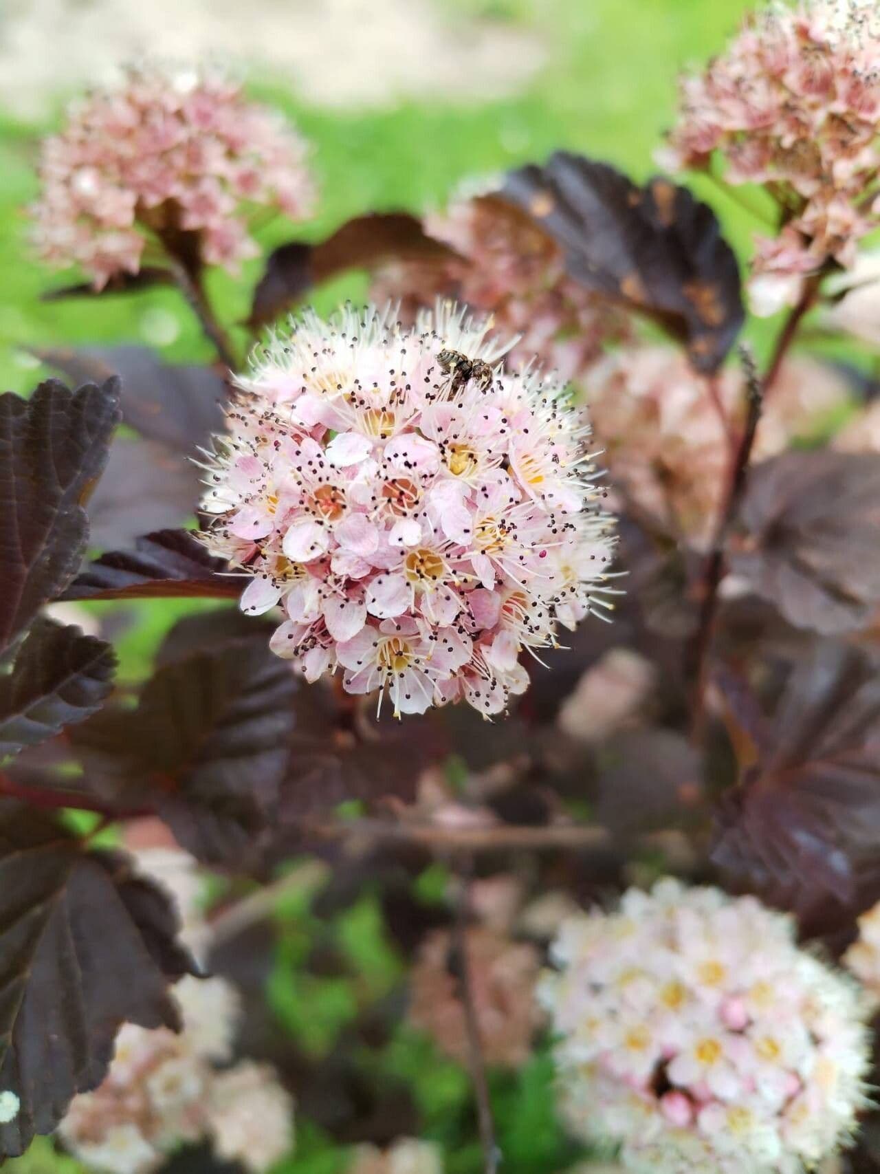 Physocarpus opulifolius