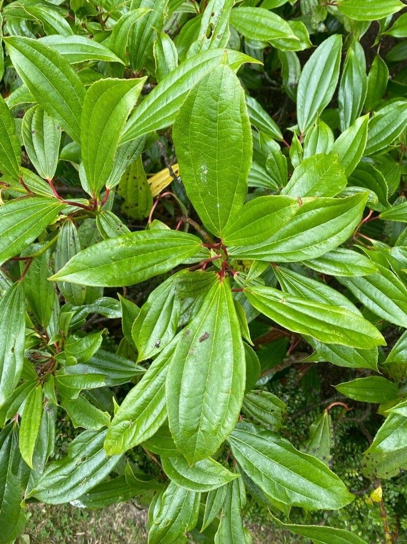 Viburnum davidii