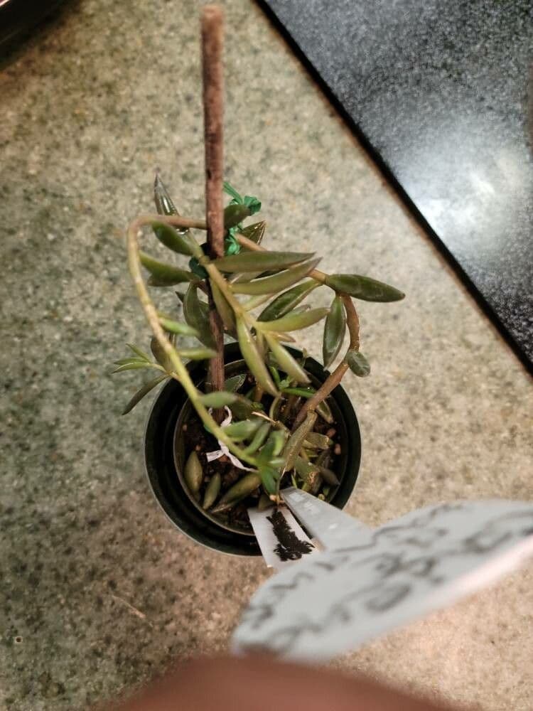 Lenophyllum acutifolium