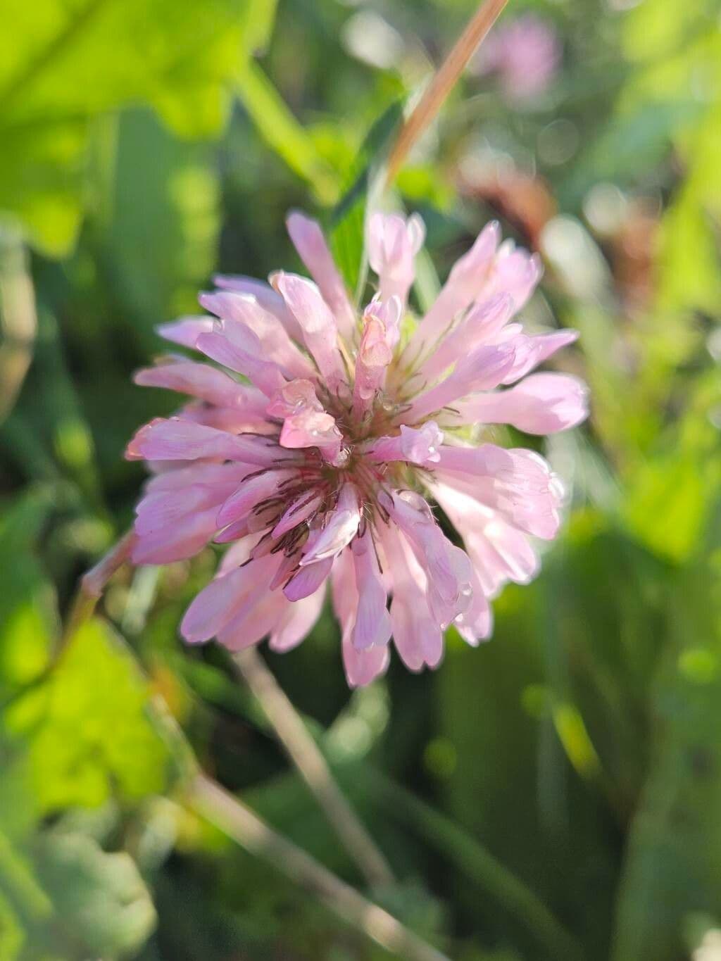 Trifolium medium