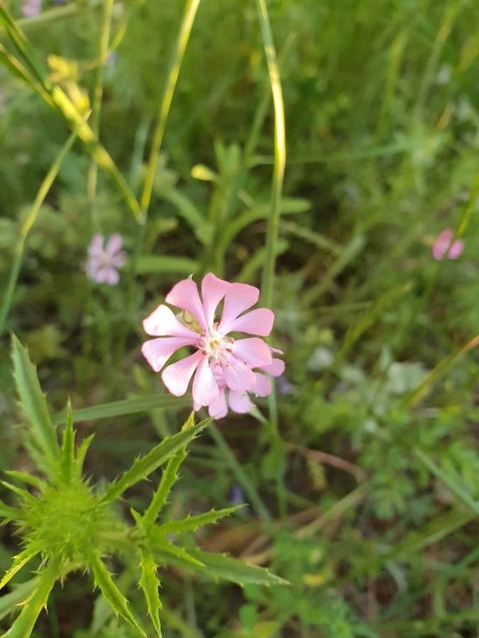 Silene sericea