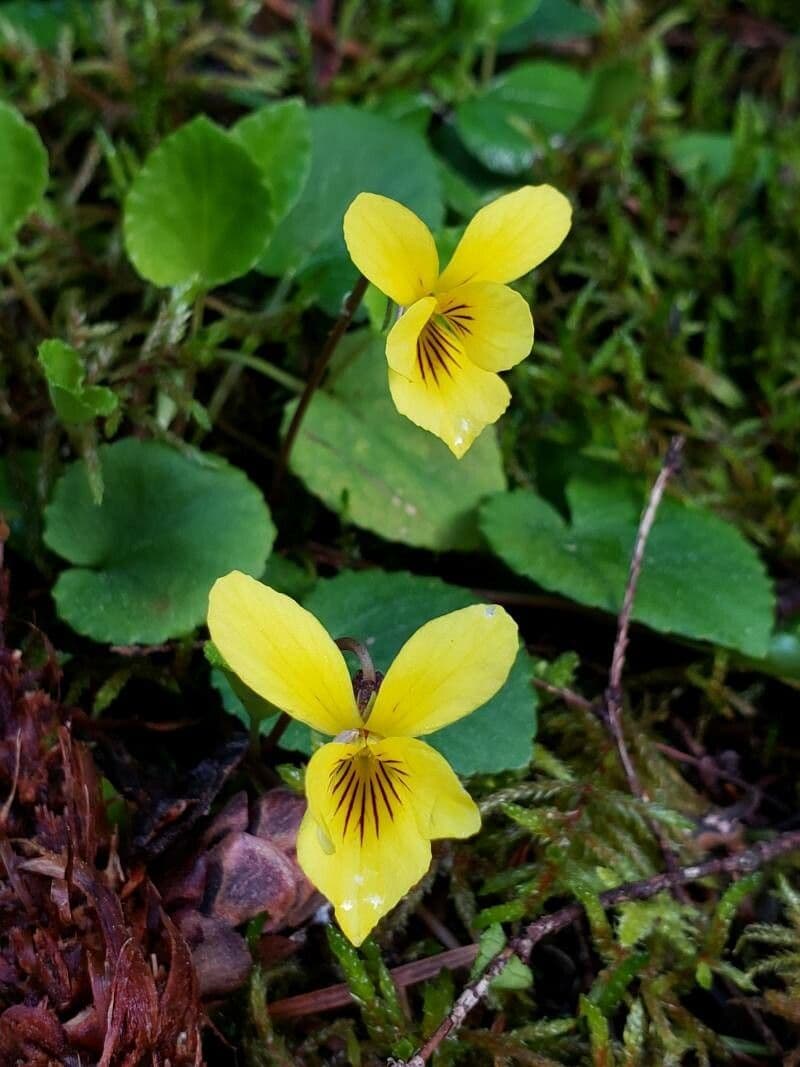 Viola sempervirens