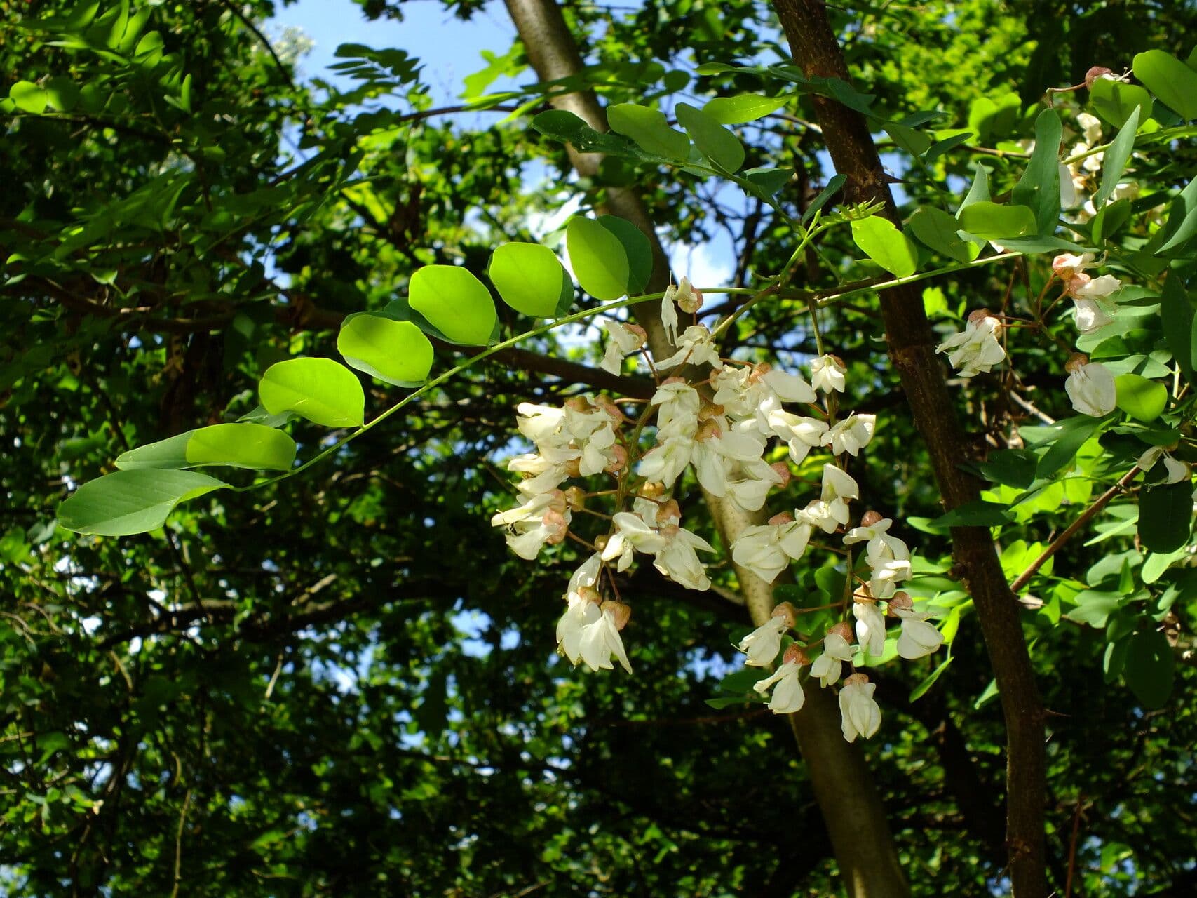 Robinia pseudoacacia