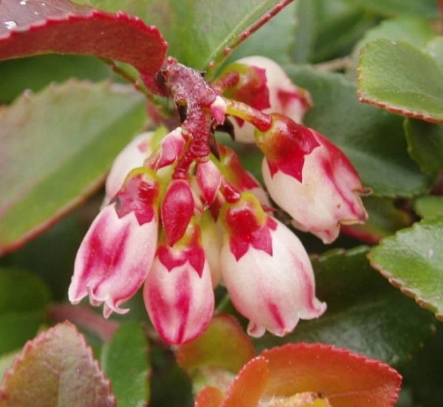 Vaccinium ovatum