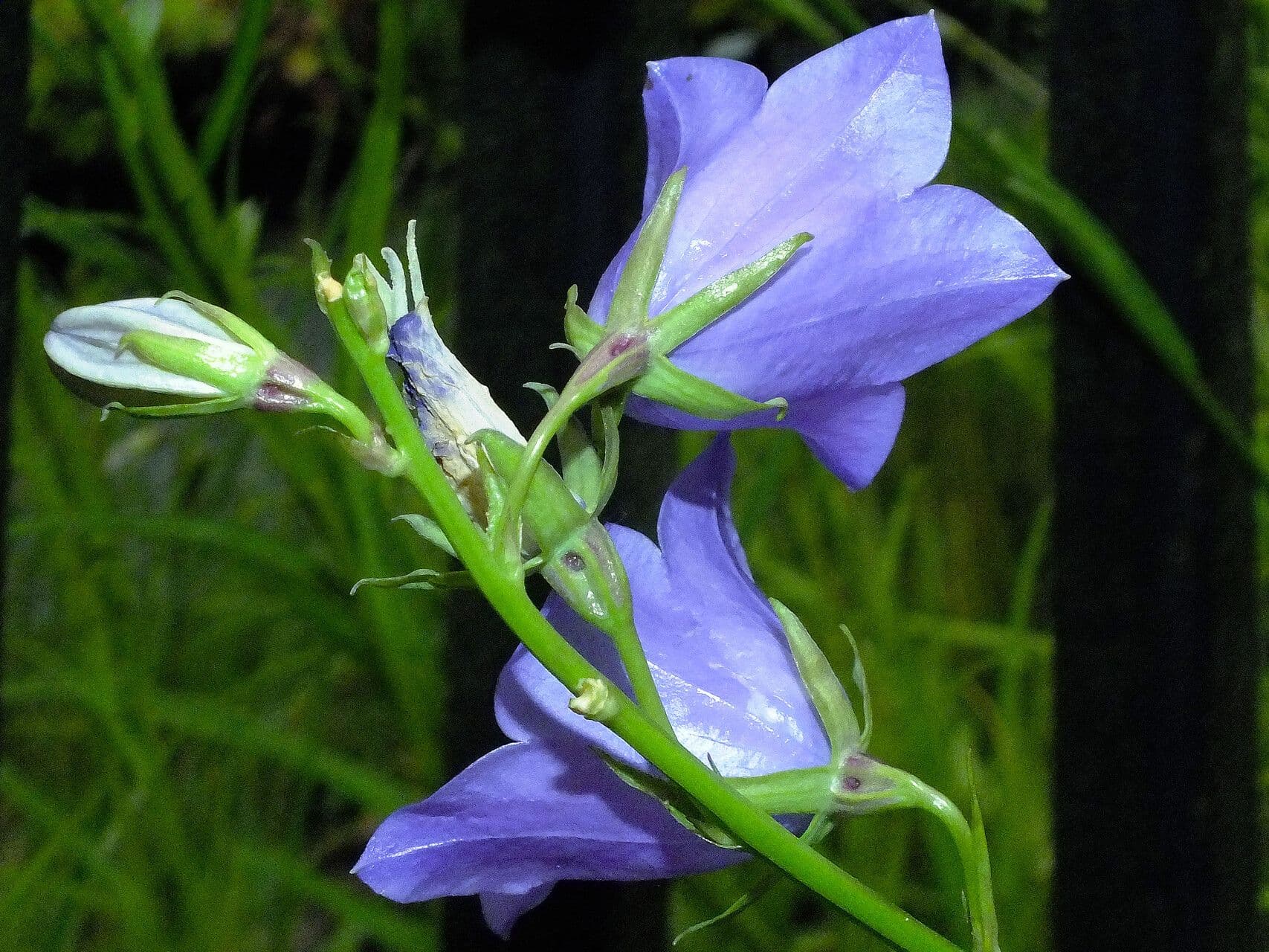 Campanula persicifolia