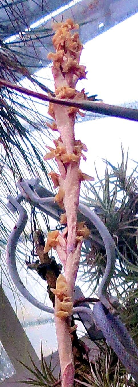 Tillandsia duratii