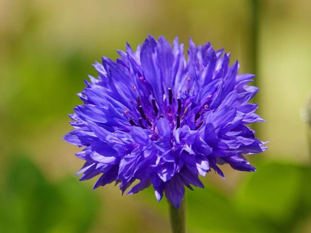 Centaurea cyanus