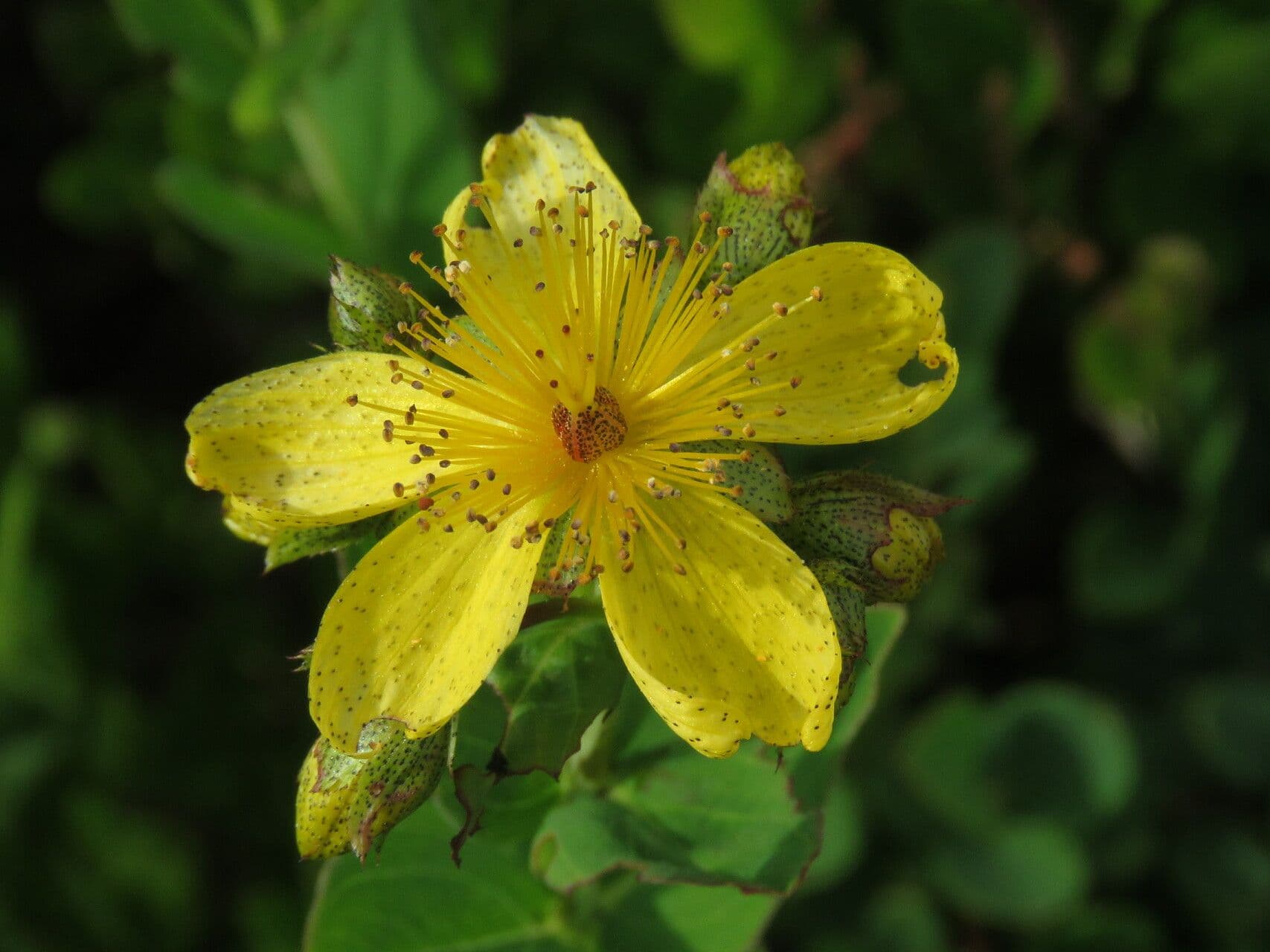 Hypericum richeri