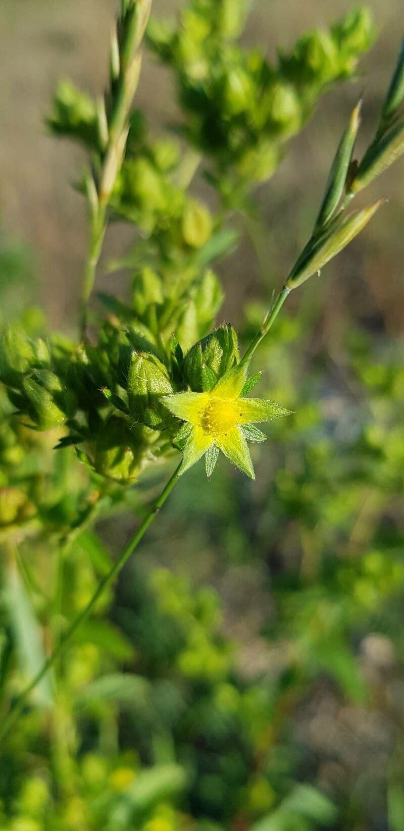 Potentilla norvegica