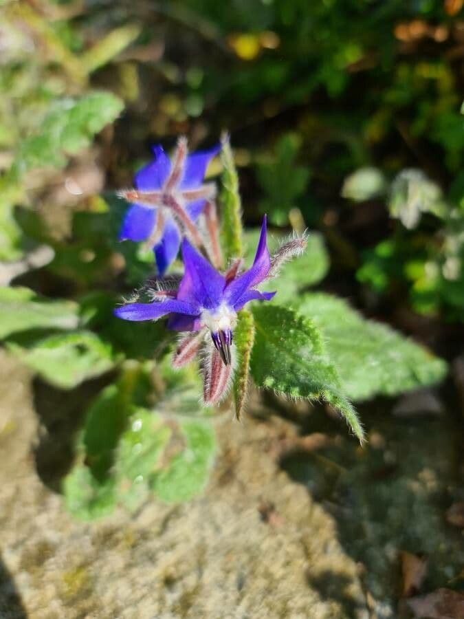 Borago officinalis