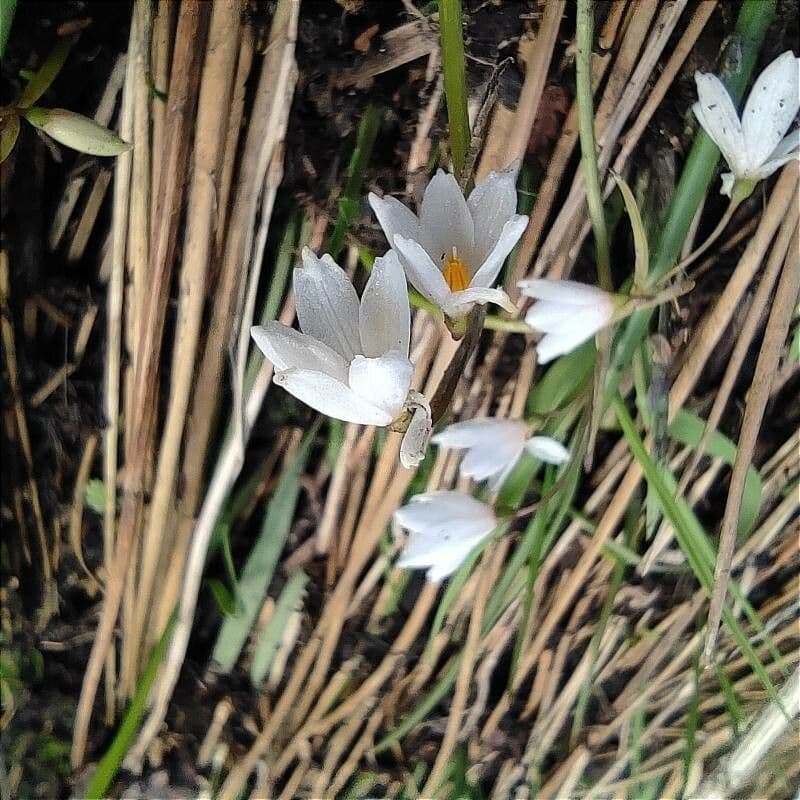 Acis autumnalis