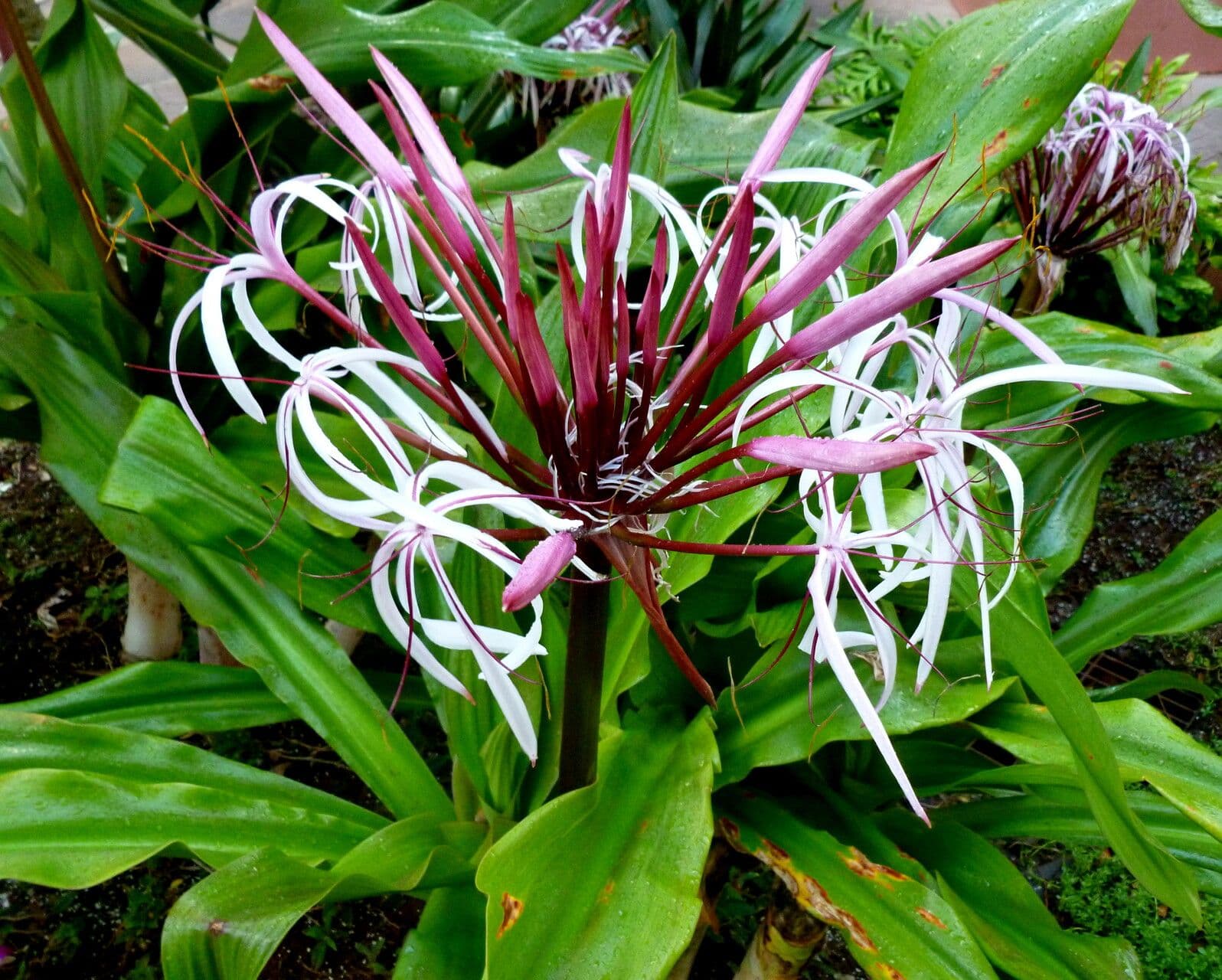 Crinum asiaticum