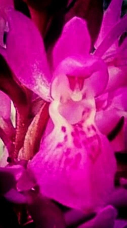 Dactylorhiza sambucina